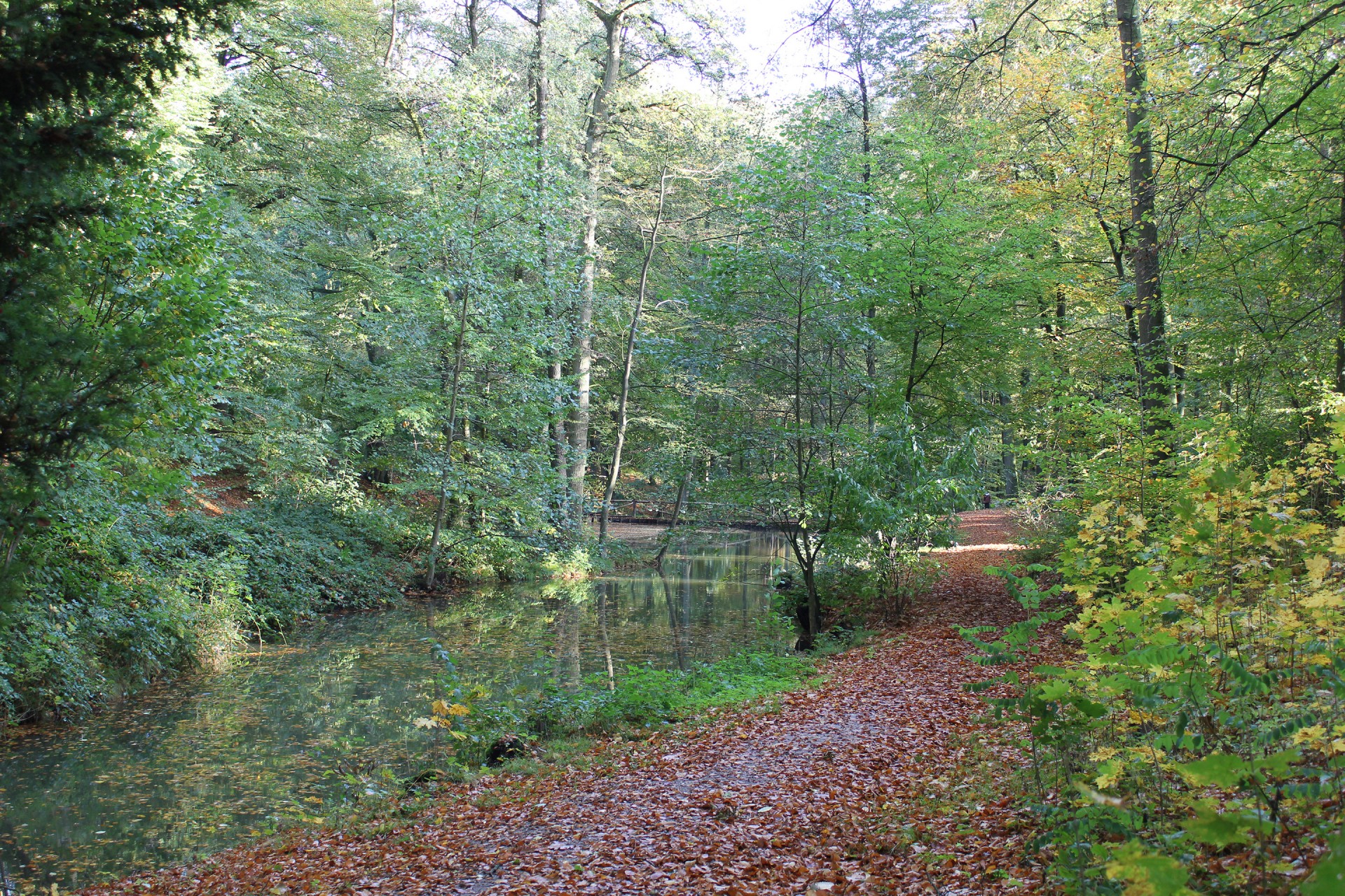 fall woods stream free photo