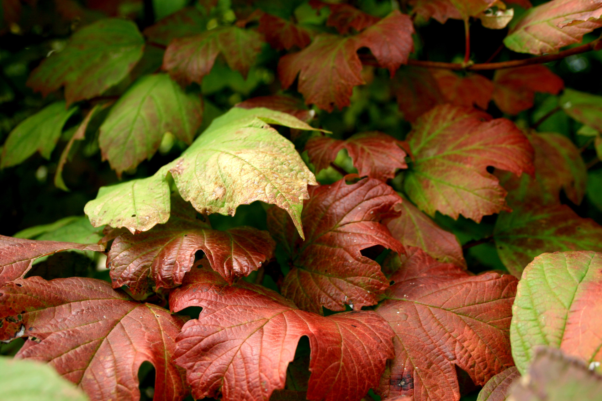 red leaves fall free photo