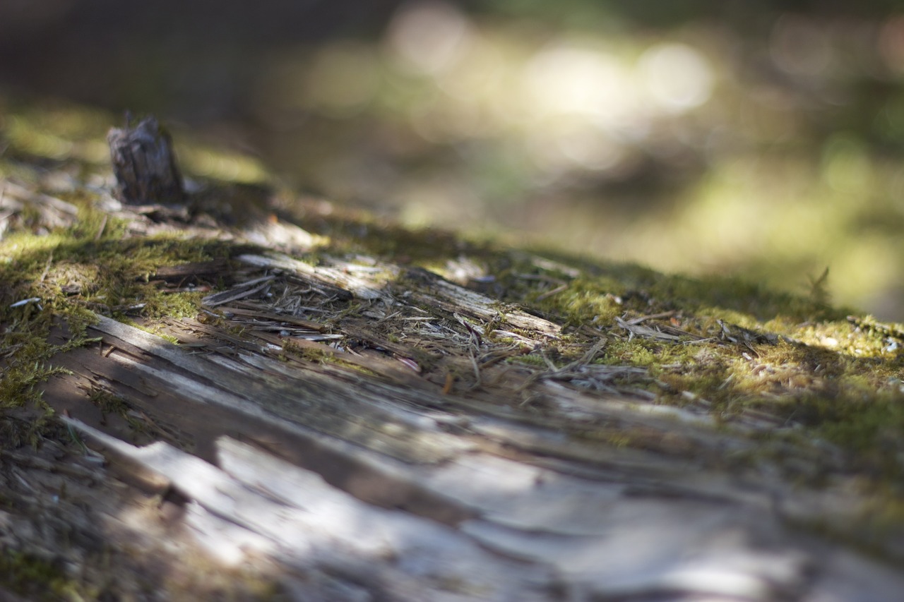 fallen tree trunk free photo