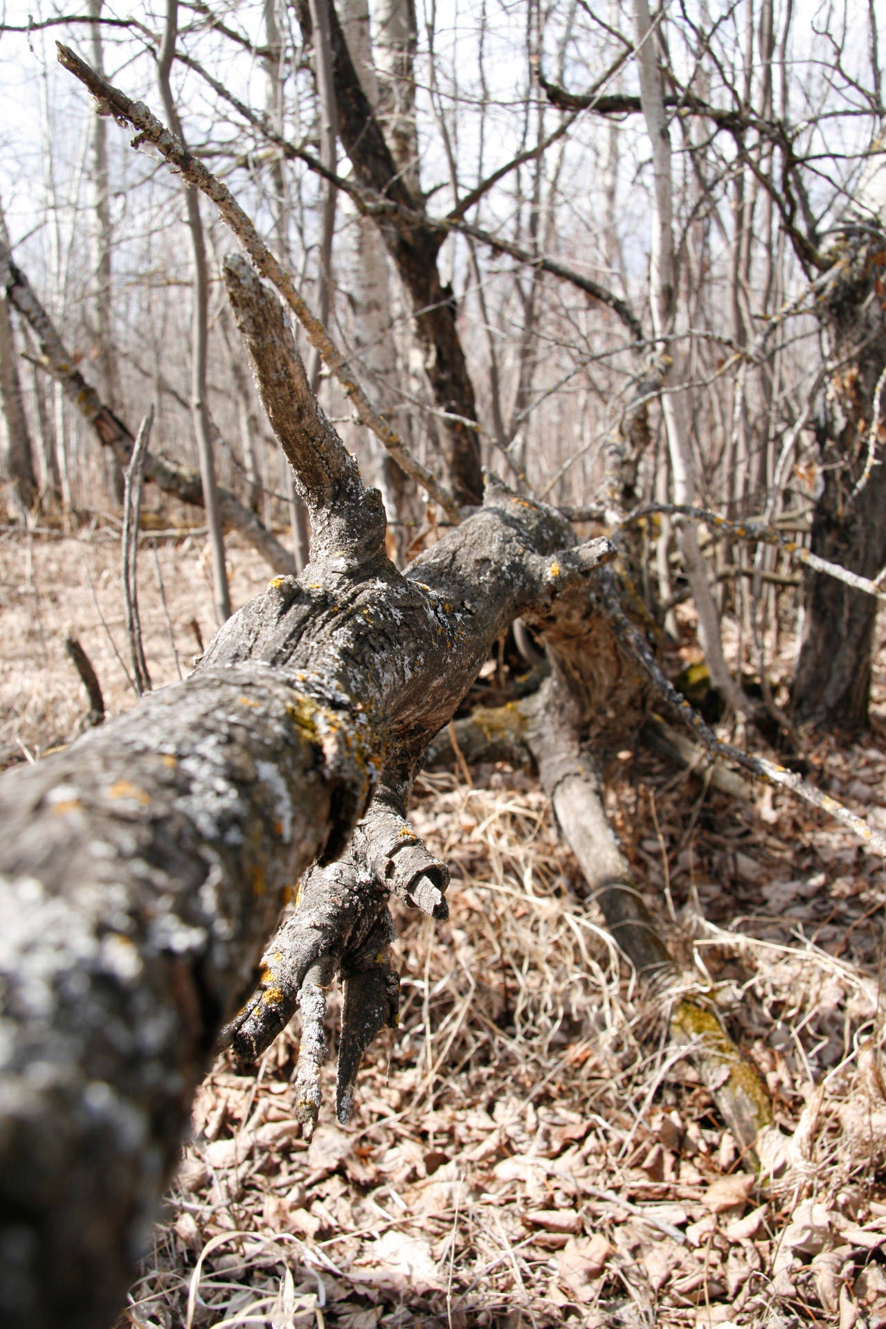 fallen birch tree fallen birch tree free photo