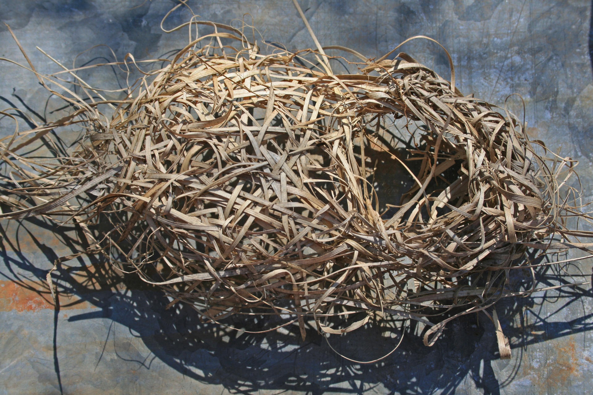 nest birds fallen free photo