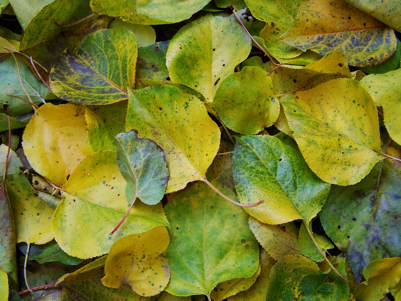 fallen colored leaves autumn avar free photo