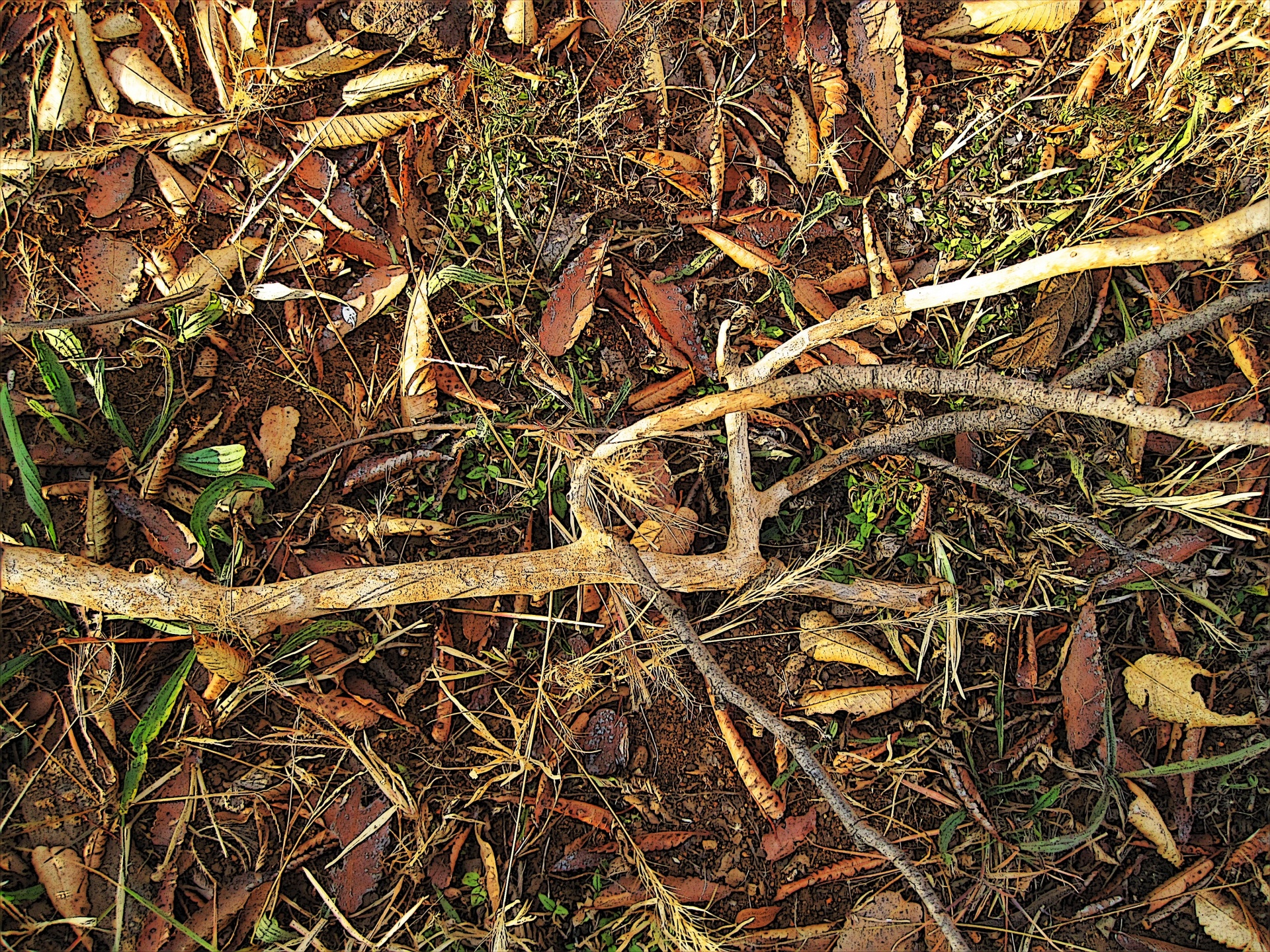 branch dead dry free photo