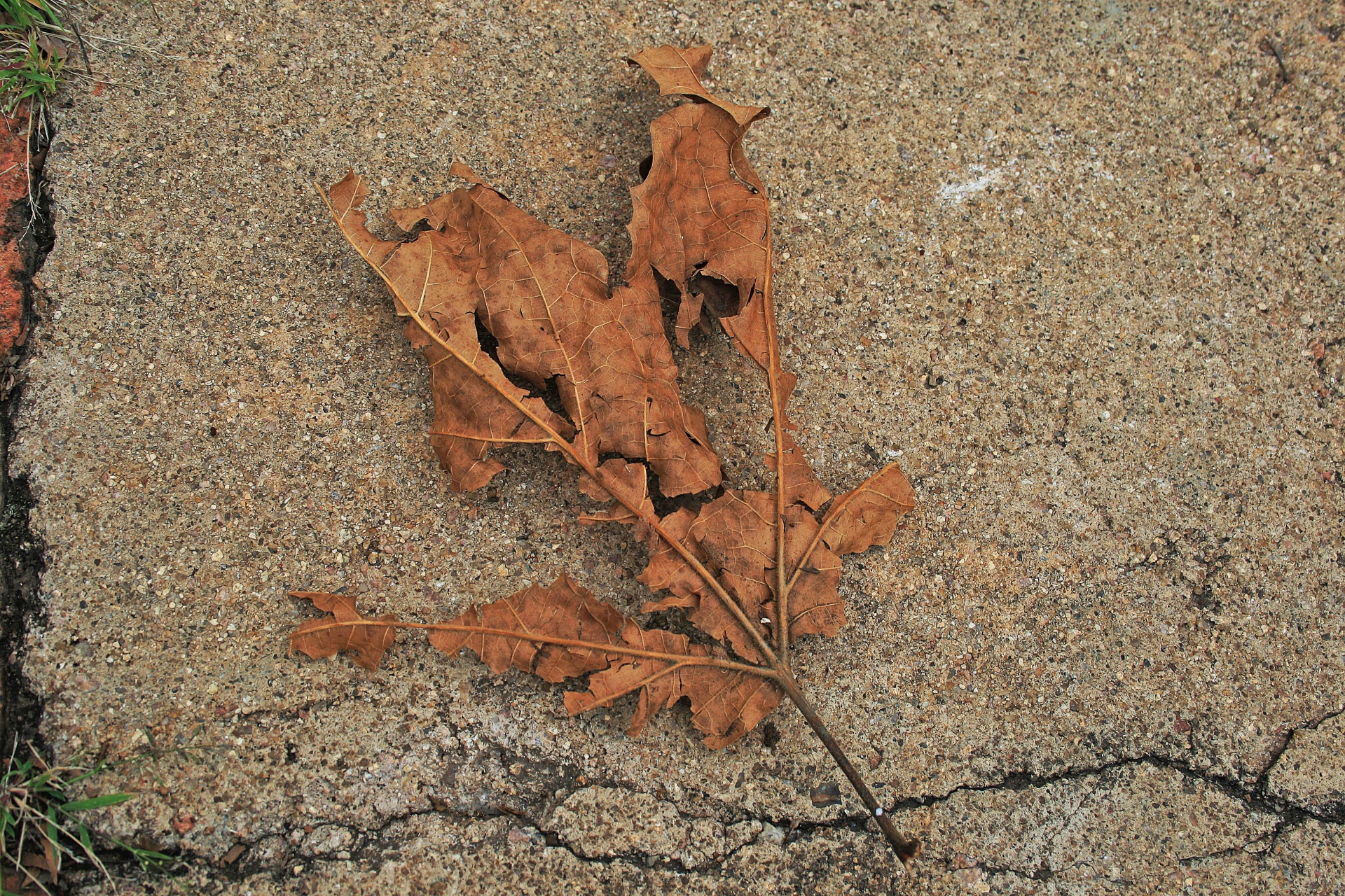 leaf dry brown free photo