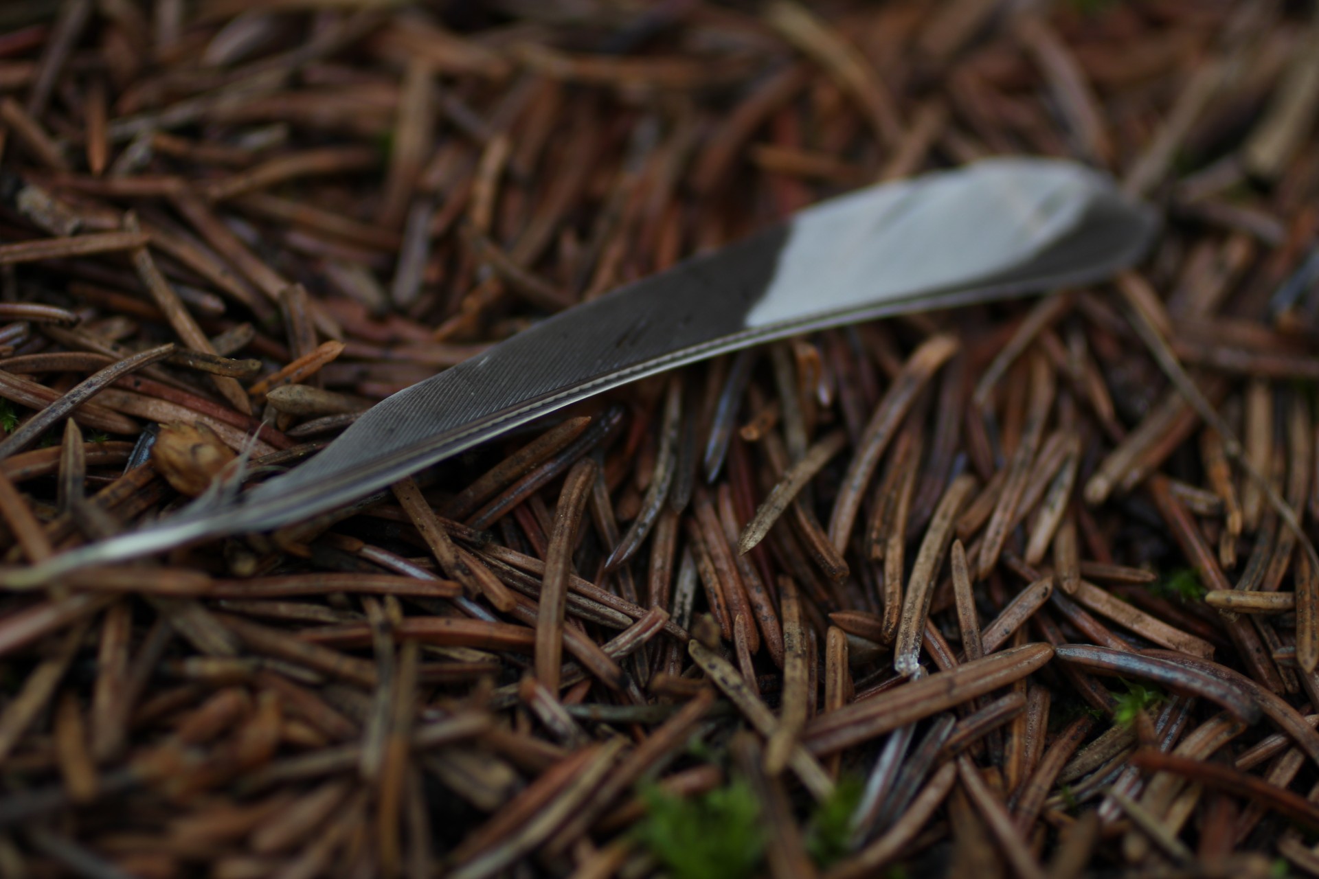 fallen feather forest free photo