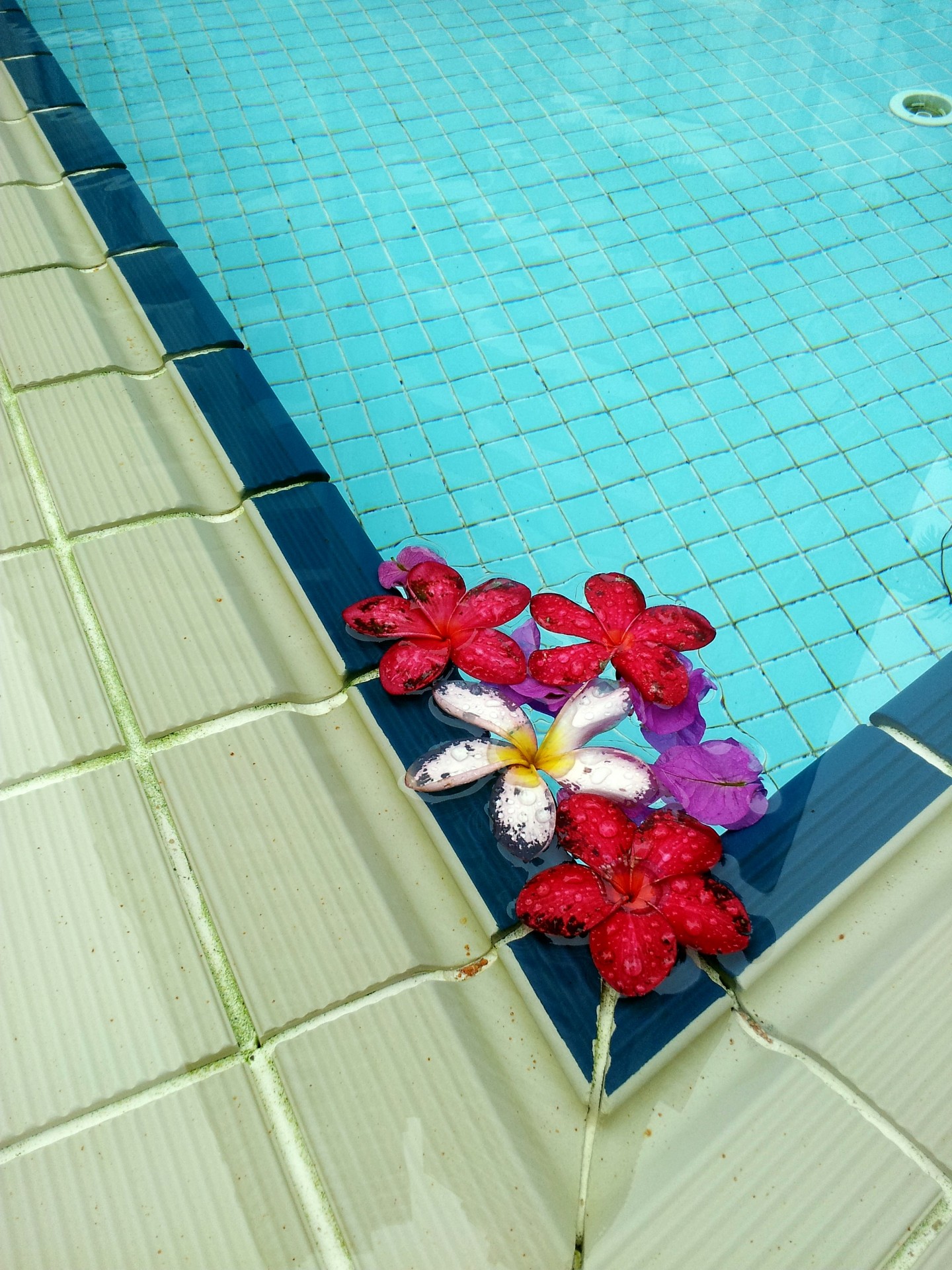 fallen flower swimming pool fallen flower on the swimming pool free photo