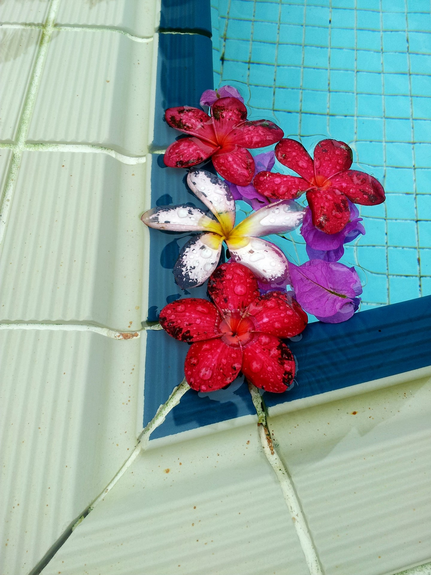 fallen flower swimming pool fallen flower on the swimming pool free photo