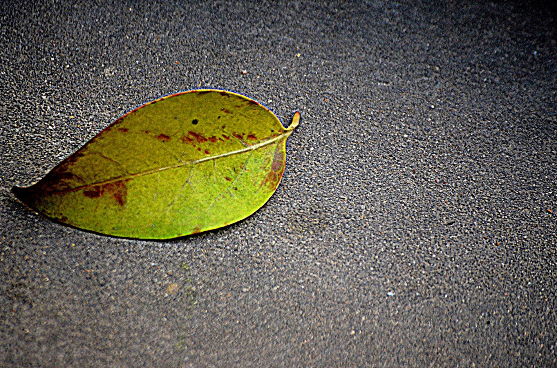 leaf fall fallen free photo