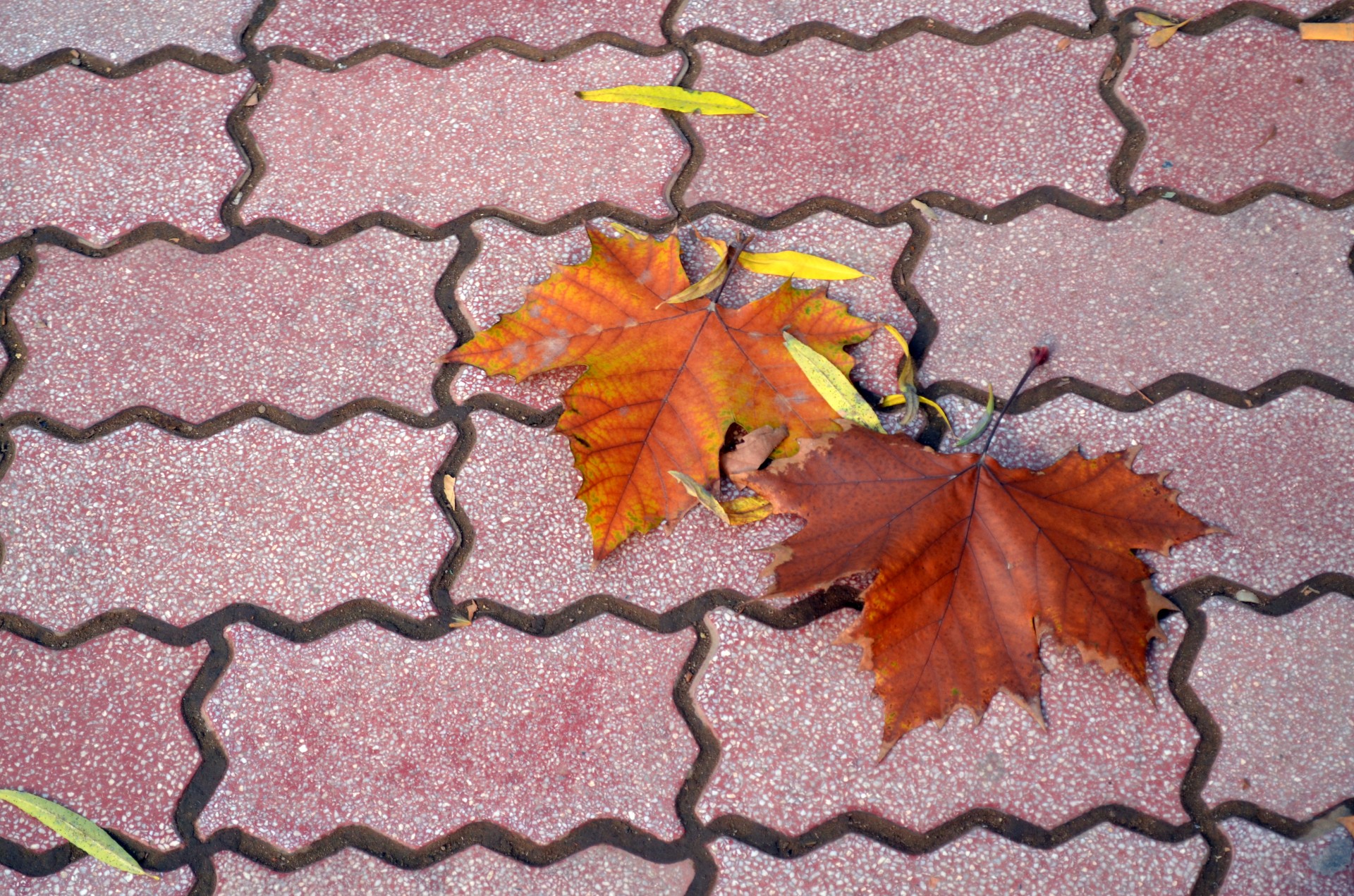 seasons leaf leaves free photo