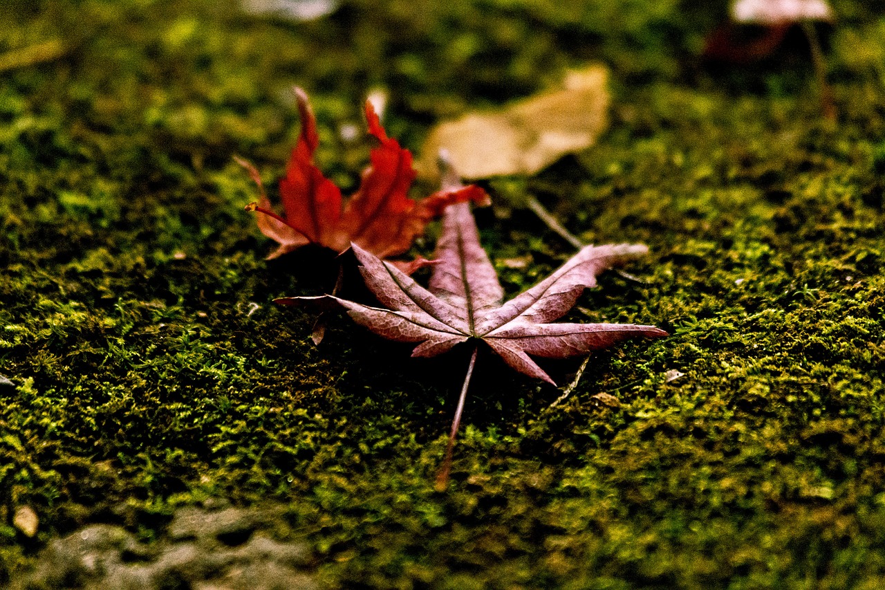 fallen leaves moss autumnal leaves free photo