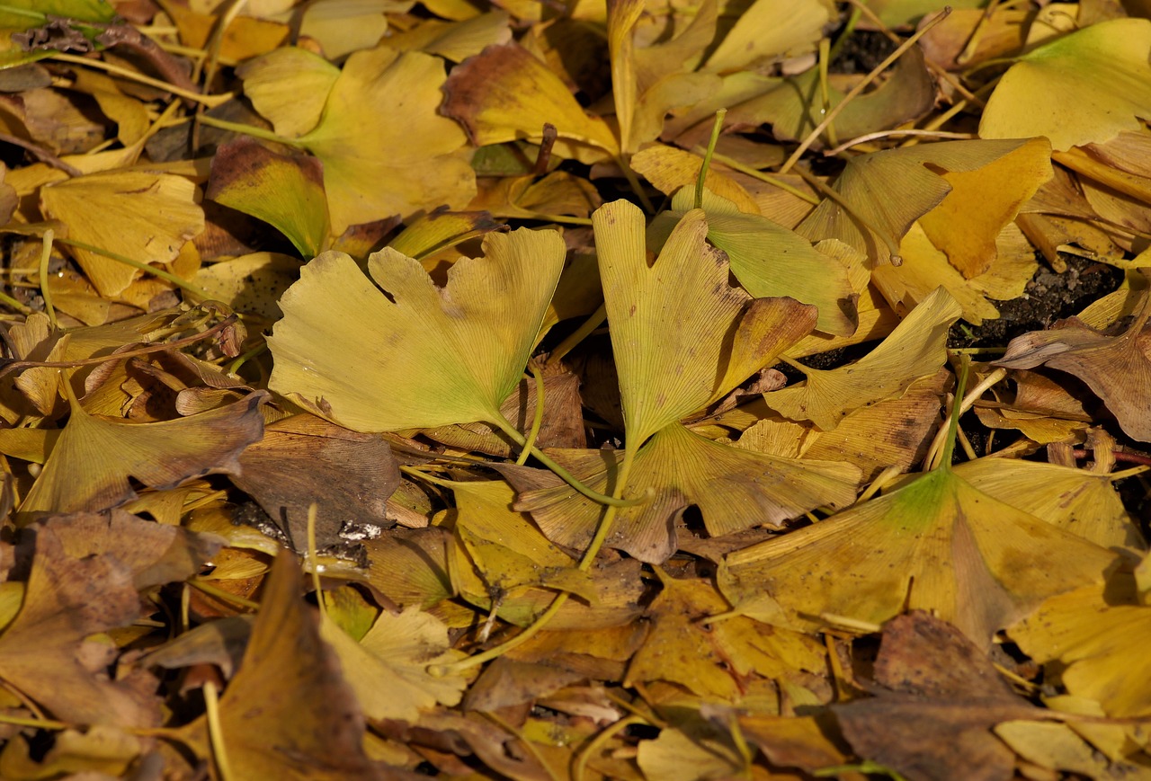 fallen leaves yellow leaves gingko tree free photo