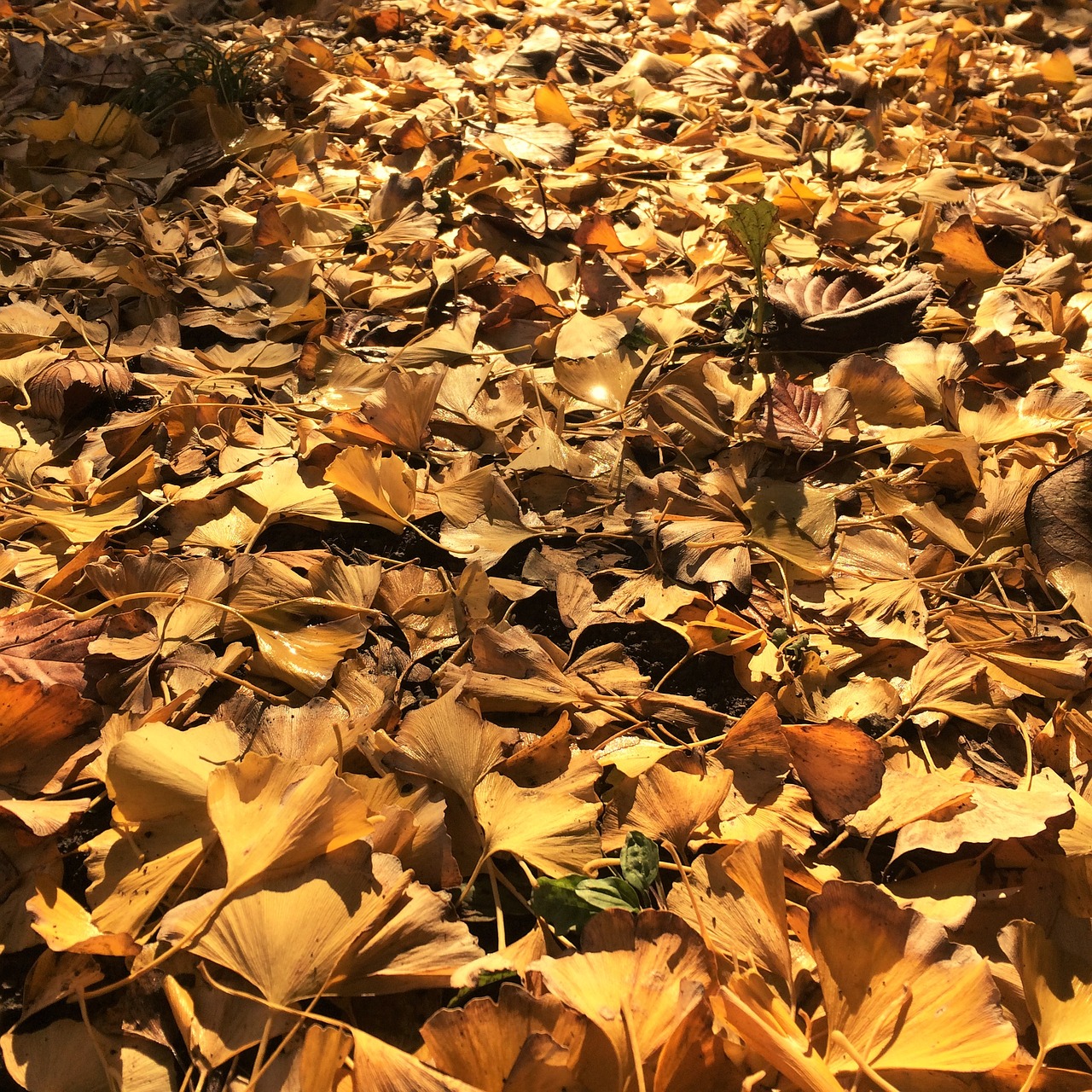 fallen leaves yellow leaves gingko tree free photo