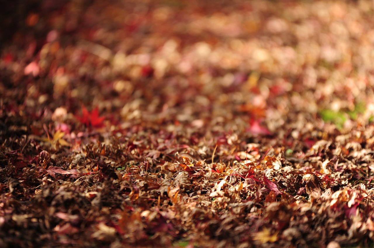 fallen leaves autumn autumnal leaves free photo