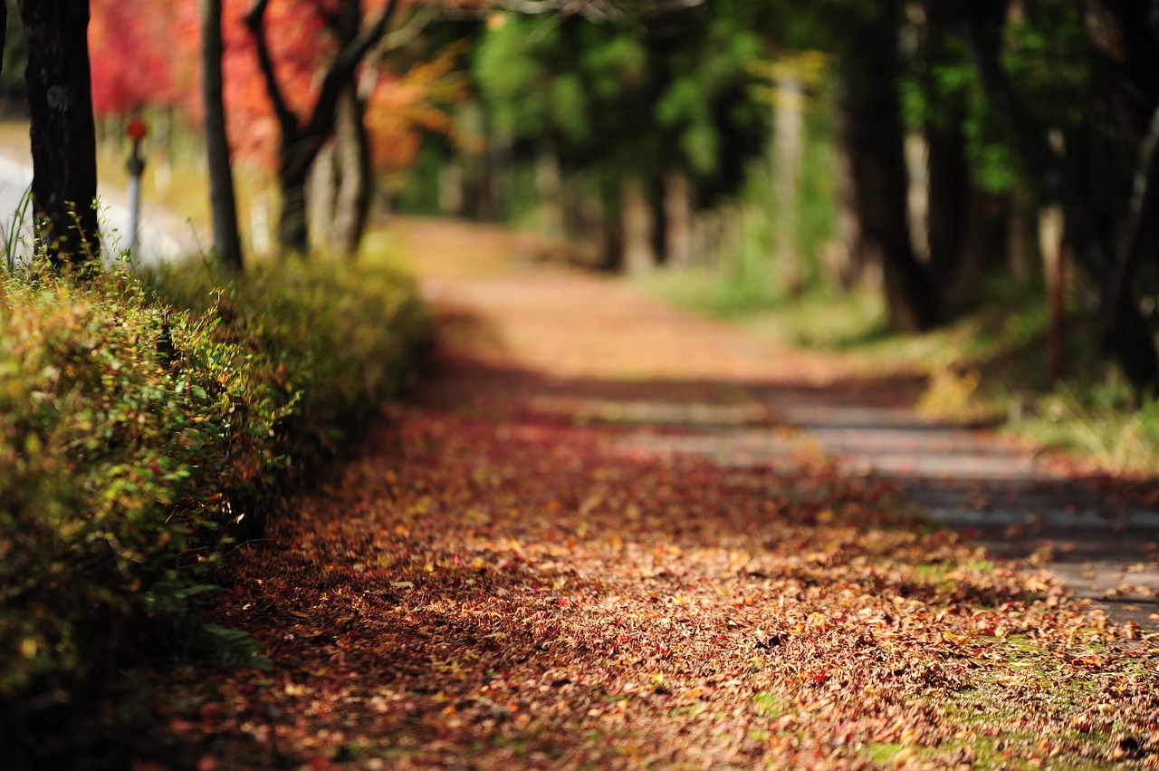 fallen leaves autumn road free photo