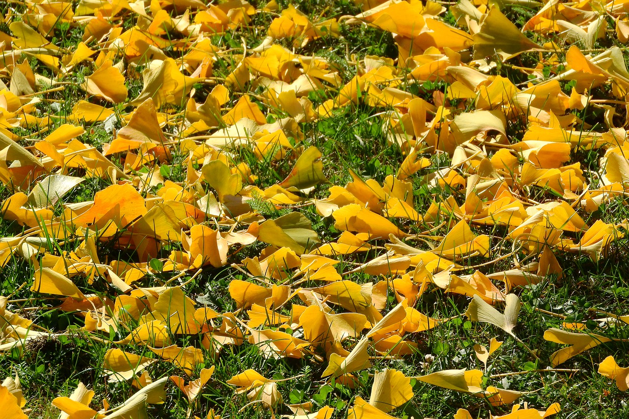 fallen leaves autumn leaves autumn free photo