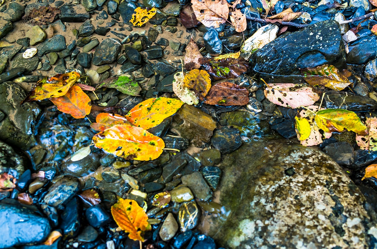 fallen leaves  creek  fall free photo