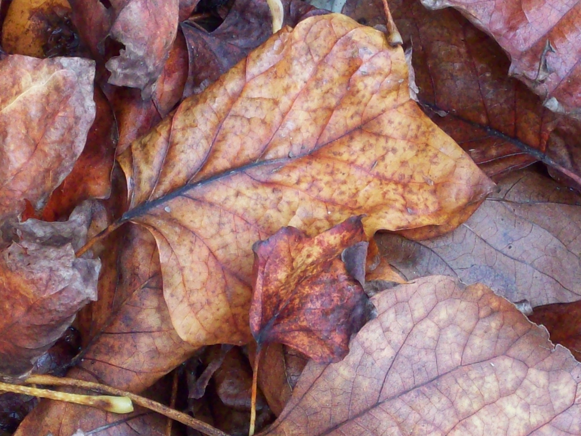 autumn leaves leaf fall leaf background free photo