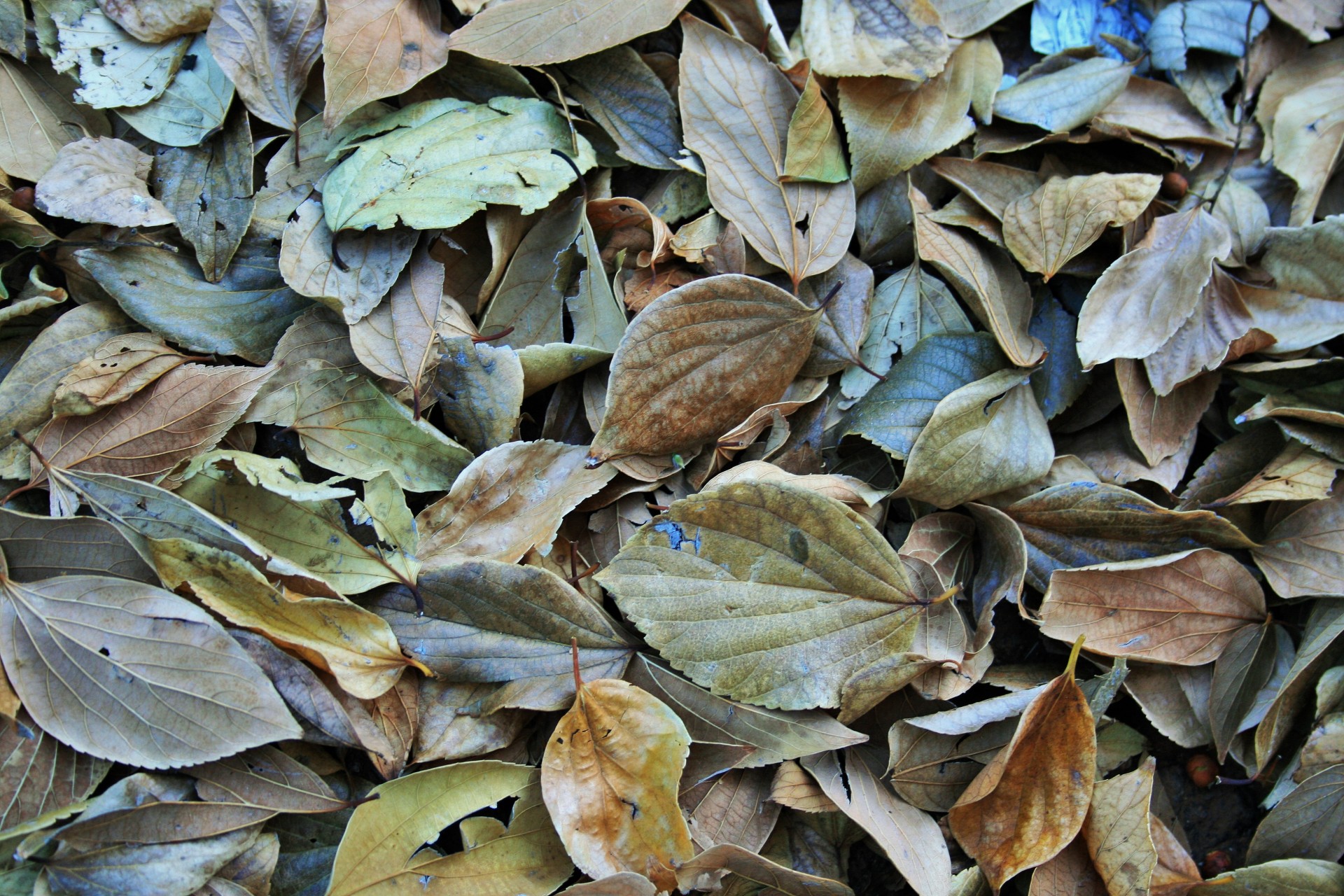 leaves fallen dead free photo