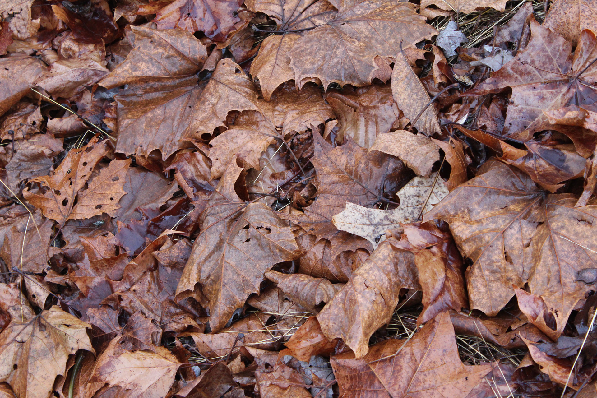 background leaves nature free photo