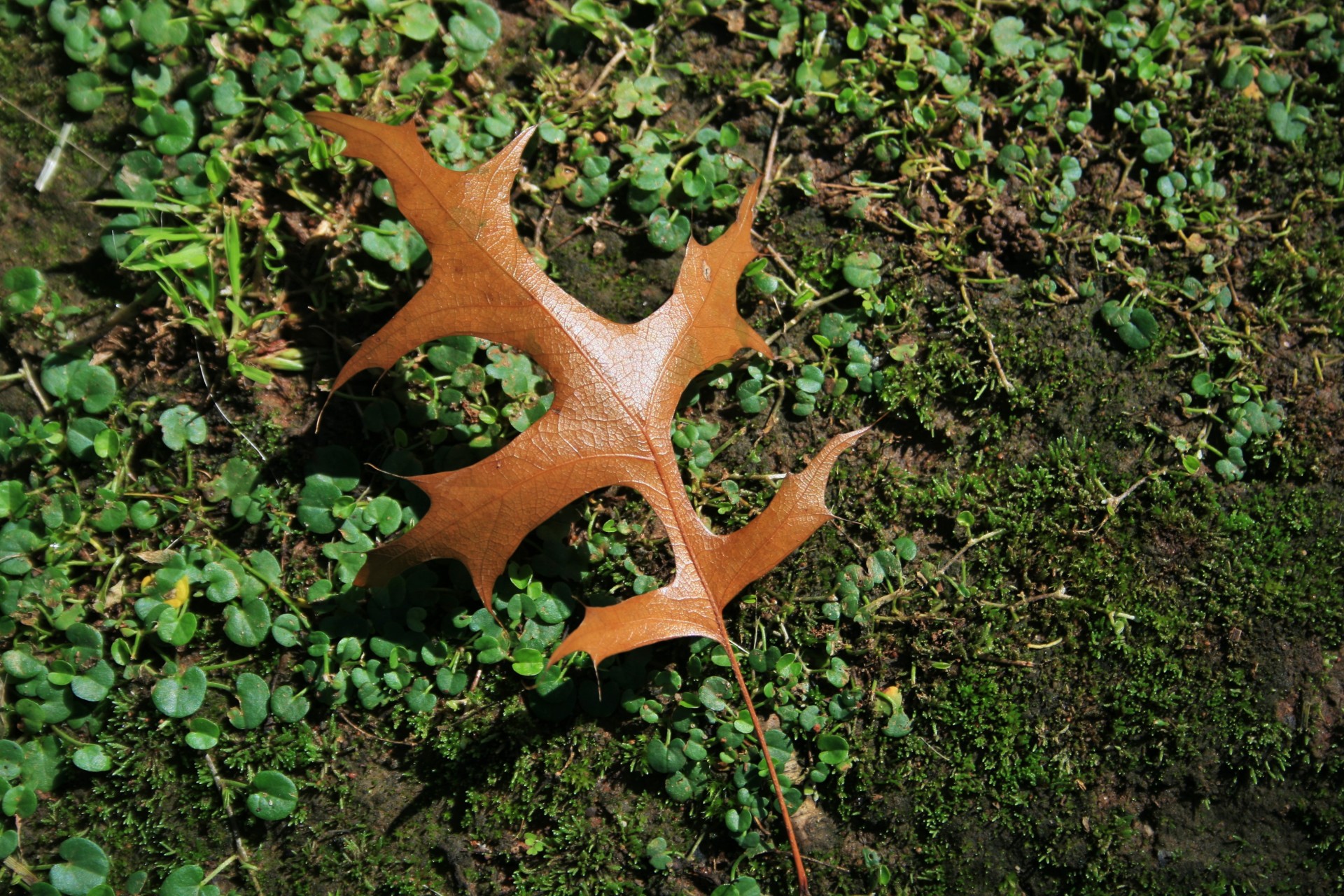 leaf oak fallen free photo