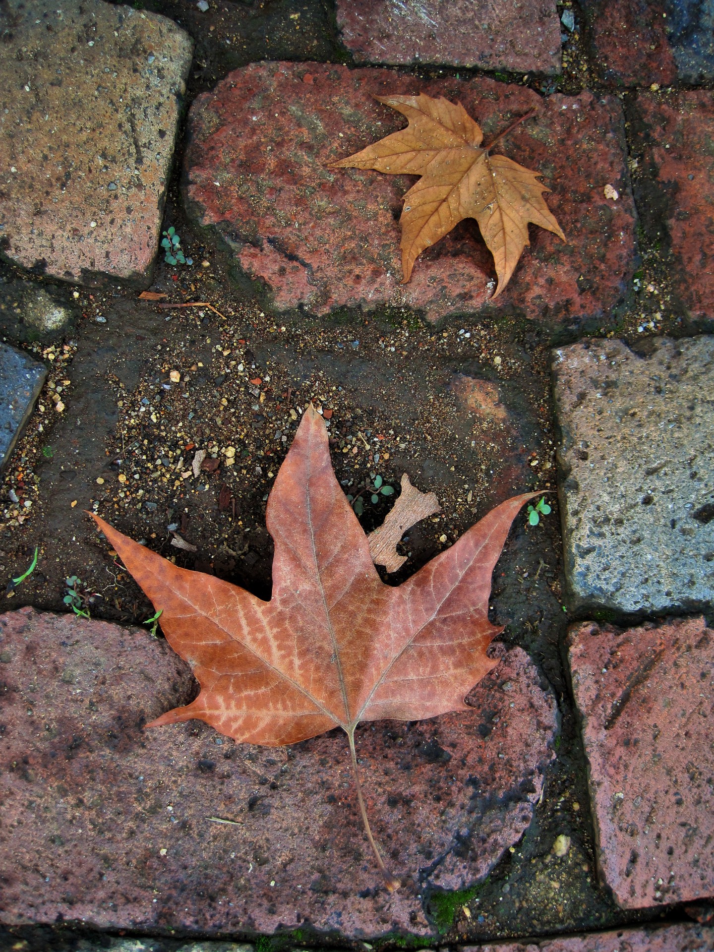 leaf dry rusty free photo