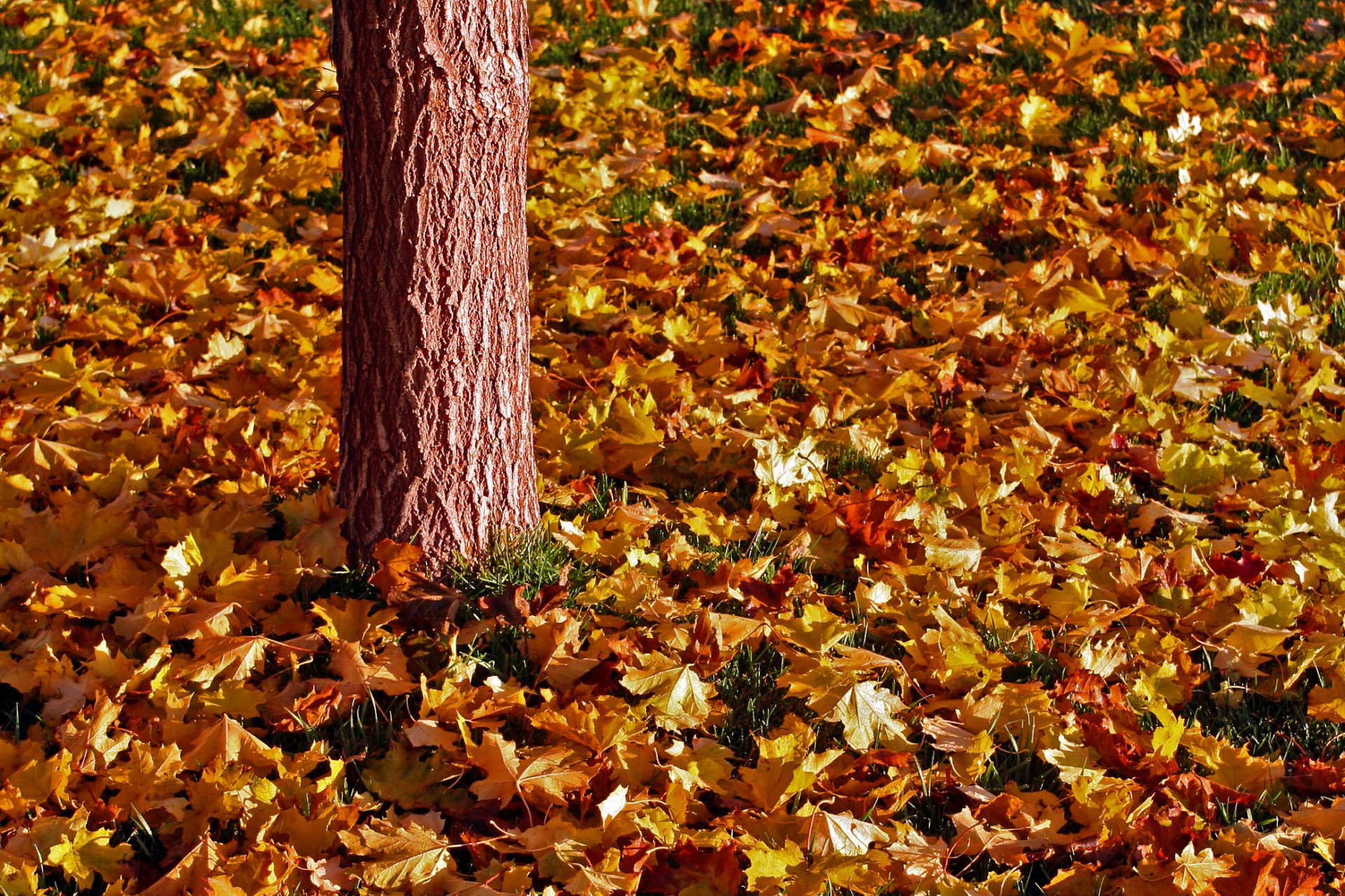 fall leaves tree free photo