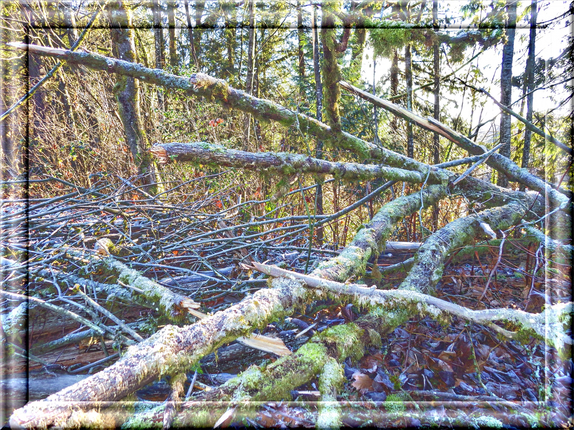 fallen tree 3d free photo