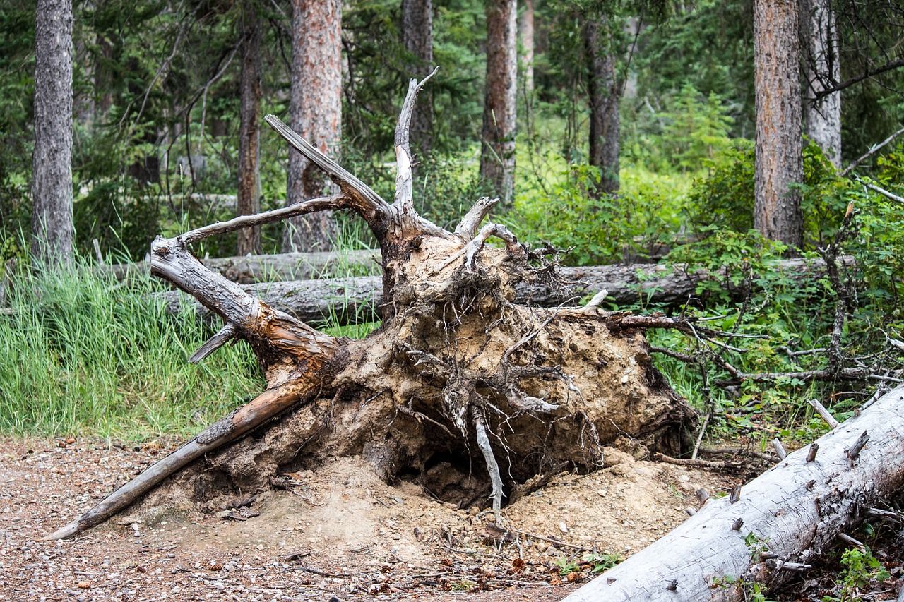 fallen tree roots forest free photo