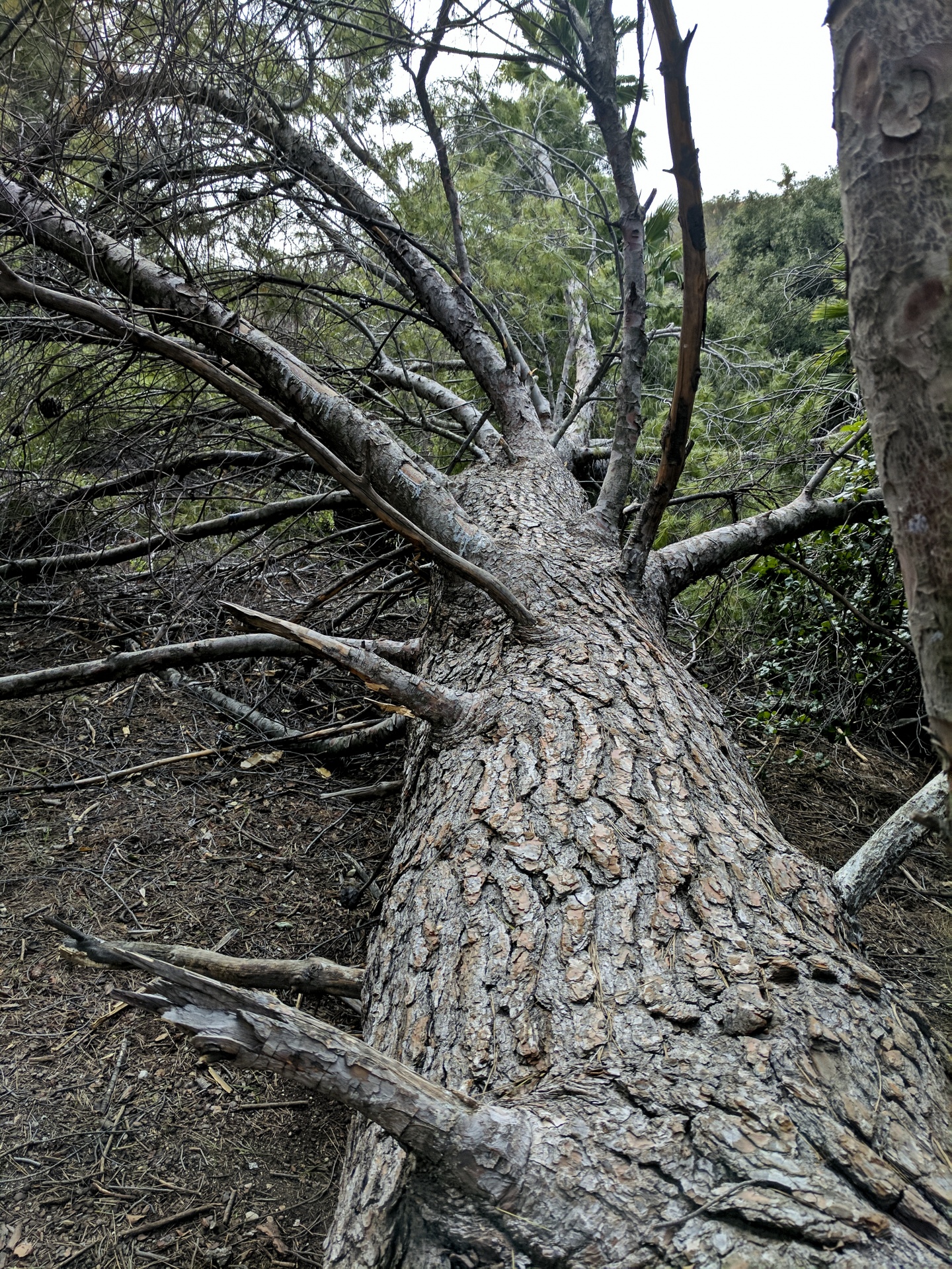 tree trees felled free photo