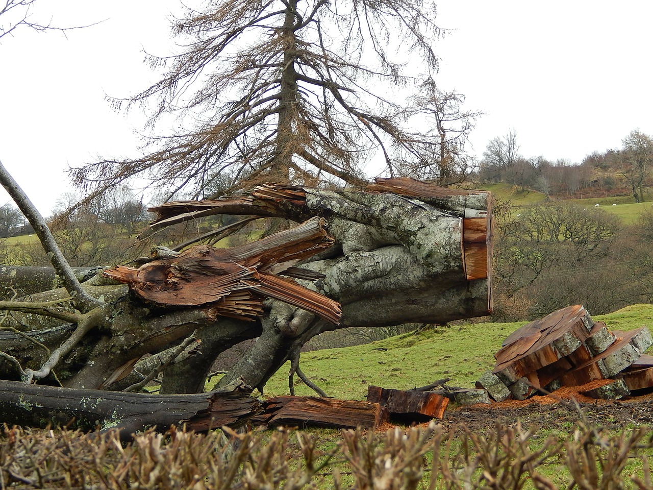 fallen tree hurricane damage free photo