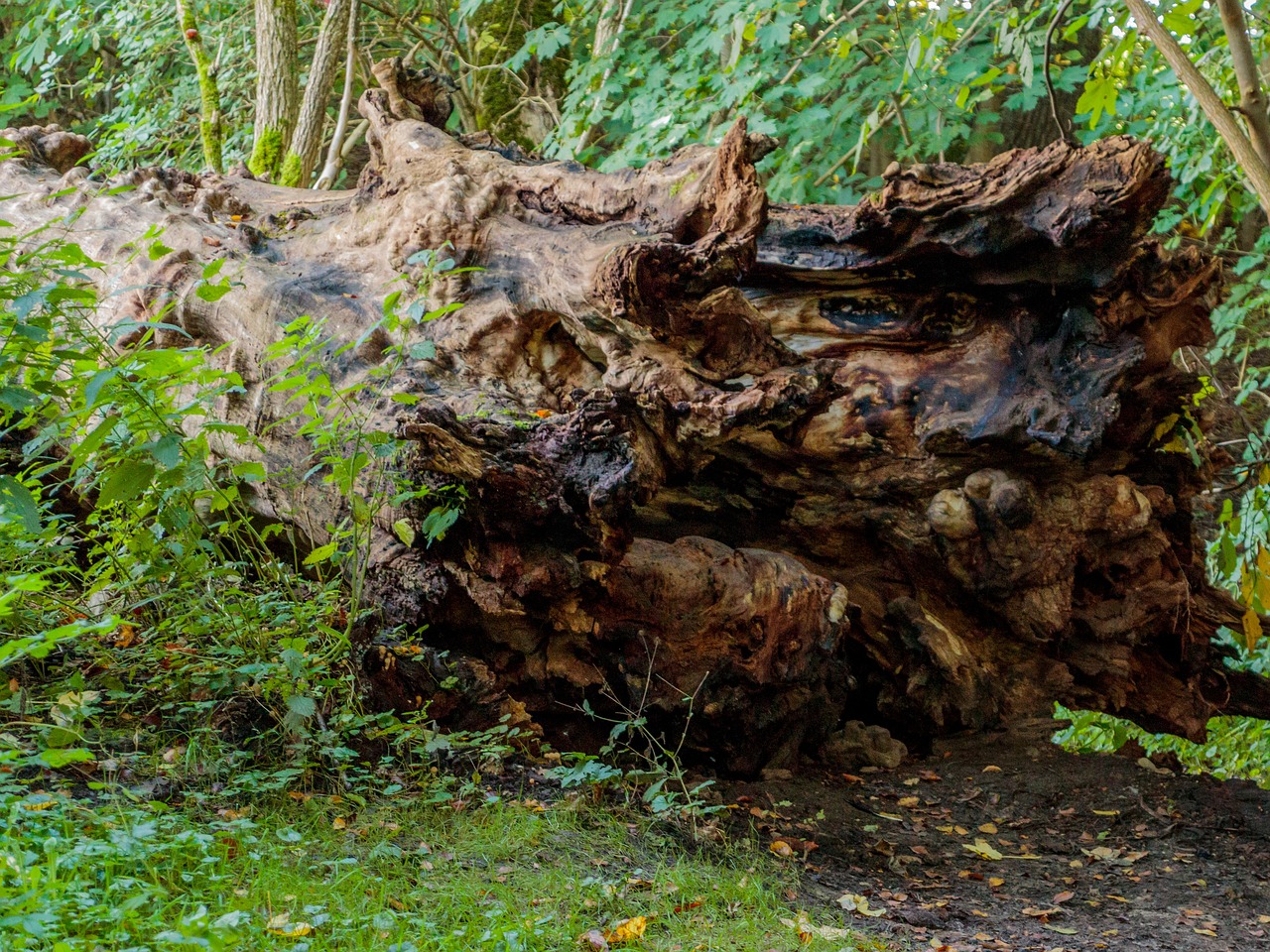 fallen tree natural tree stump free photo