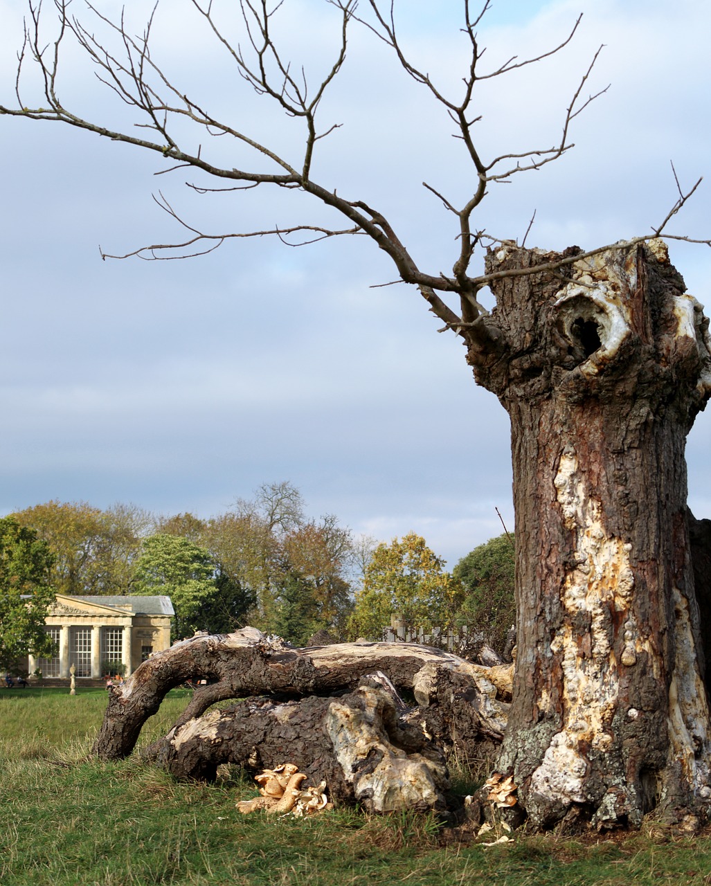 fallen tree trunk nature free photo