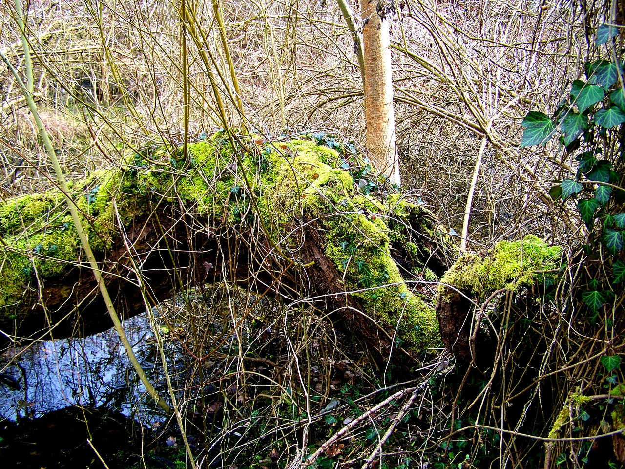 fallen tree wild nature moss free photo