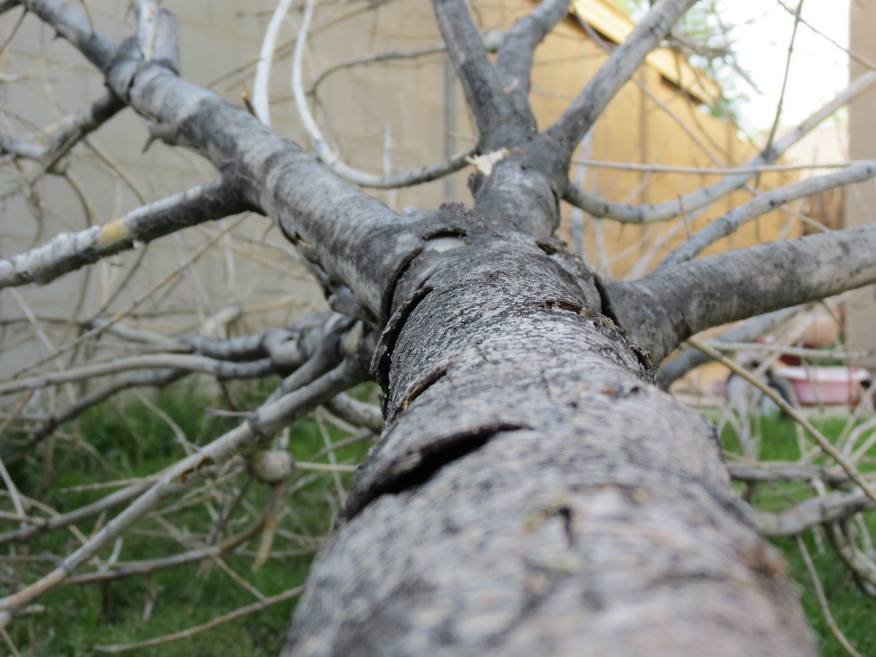 fallen tree trunk tree free photo