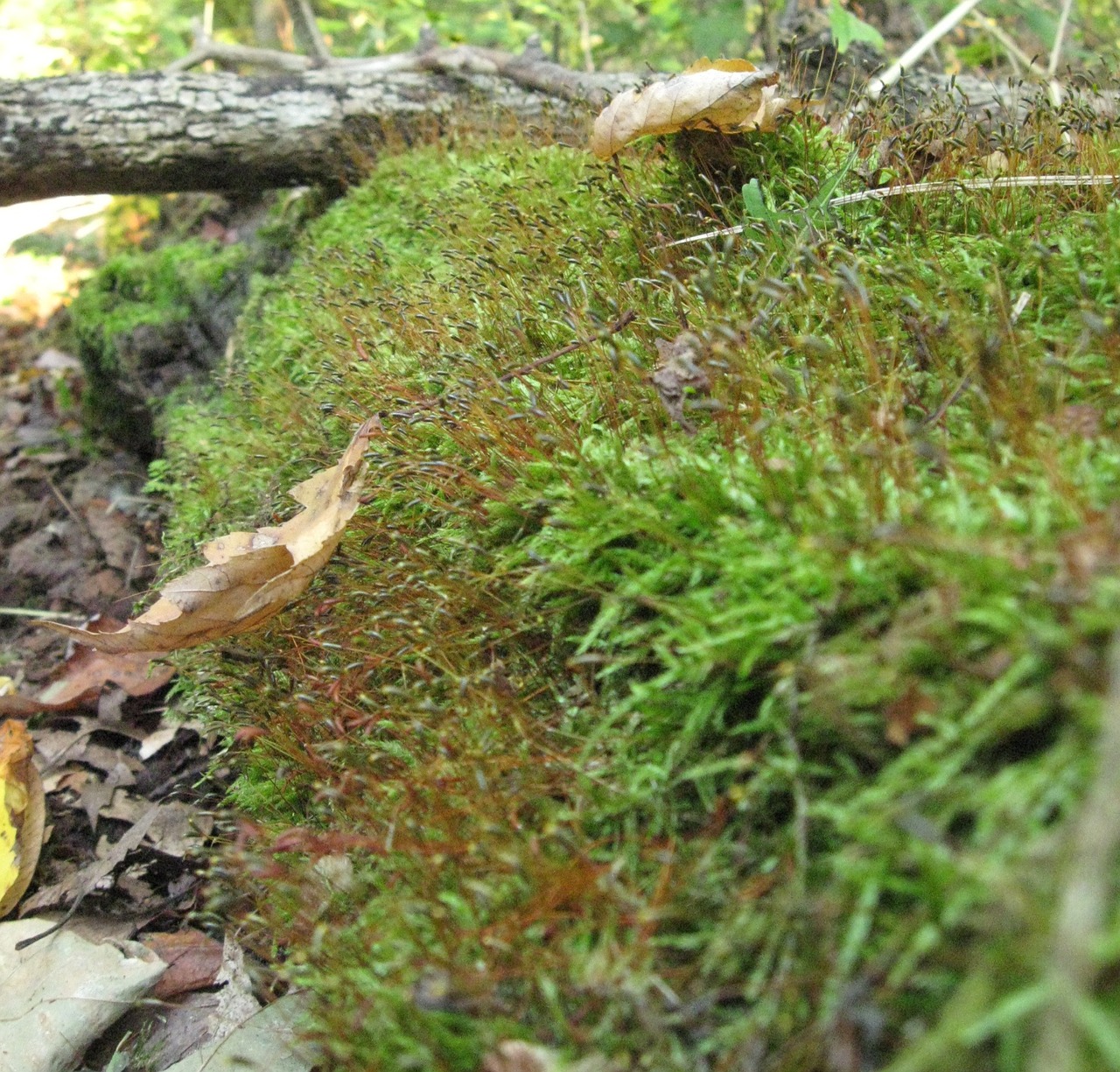 fallen tree moss woods free photo
