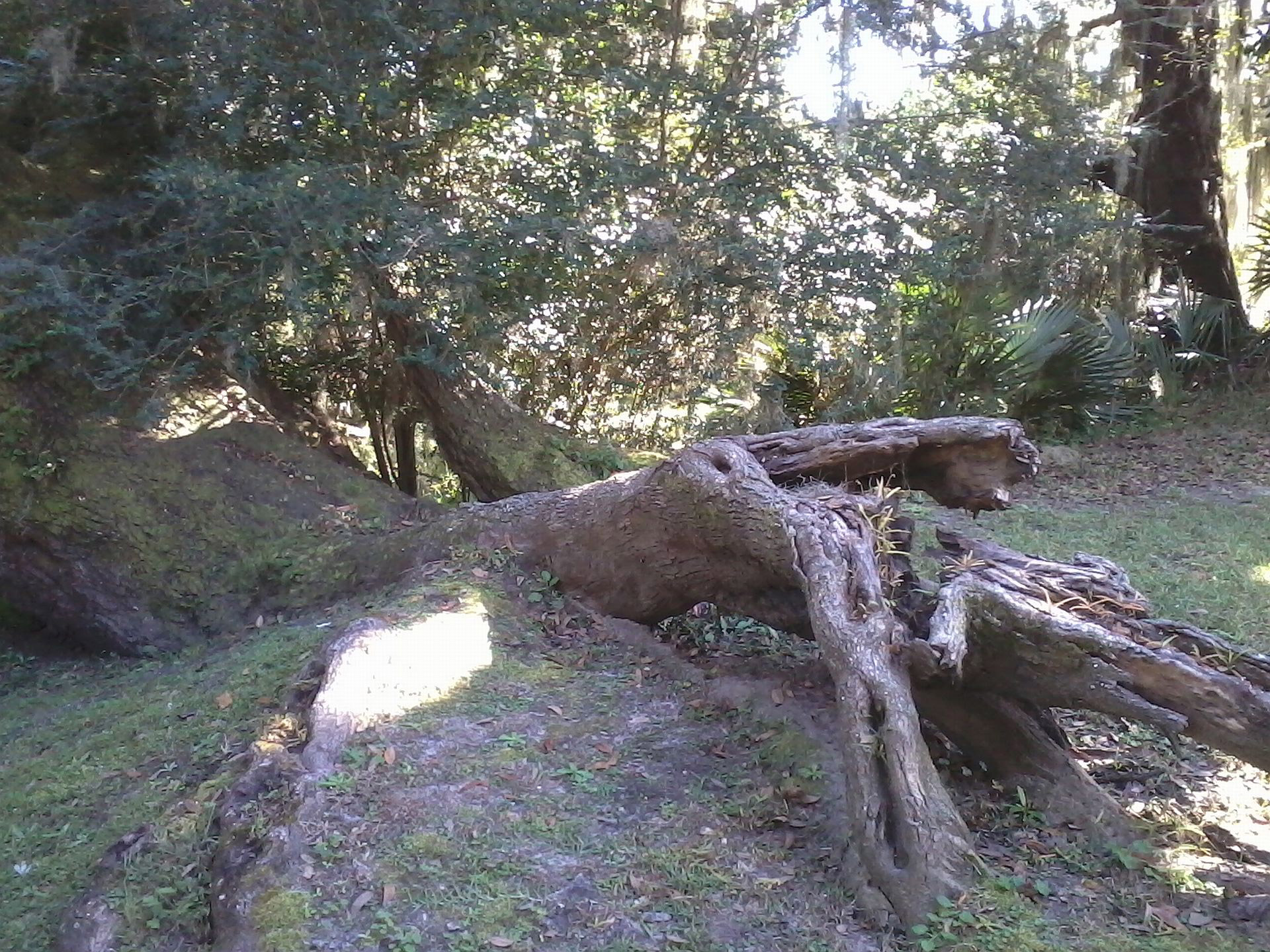 tree spooky eerie woods free photo