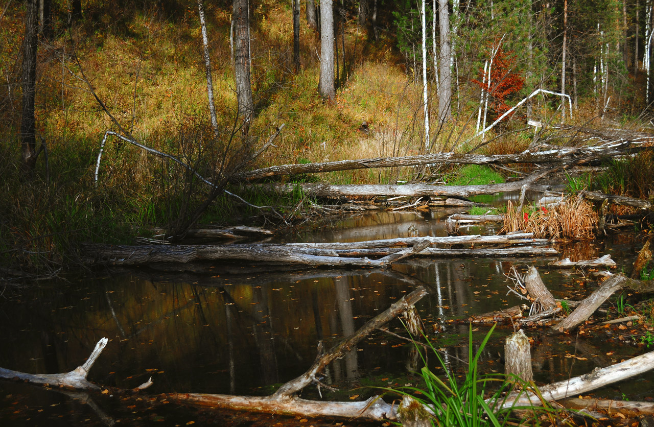 autumn forest nature free photo