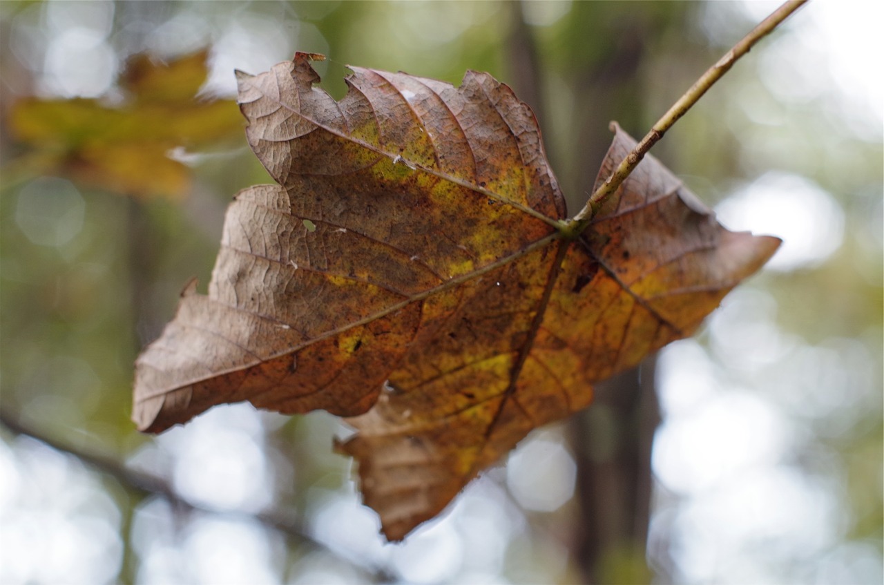 falling leaf autumn fall free photo