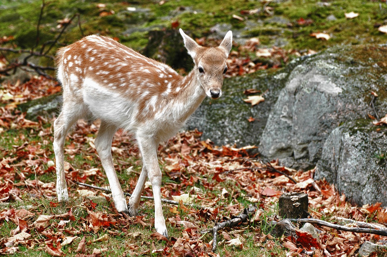 fallow deer nature free photo