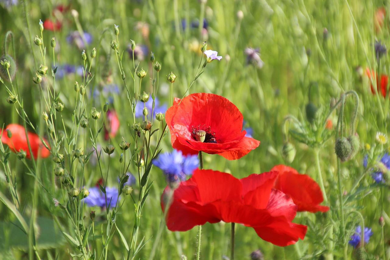 fallow poppies blueberries free photo