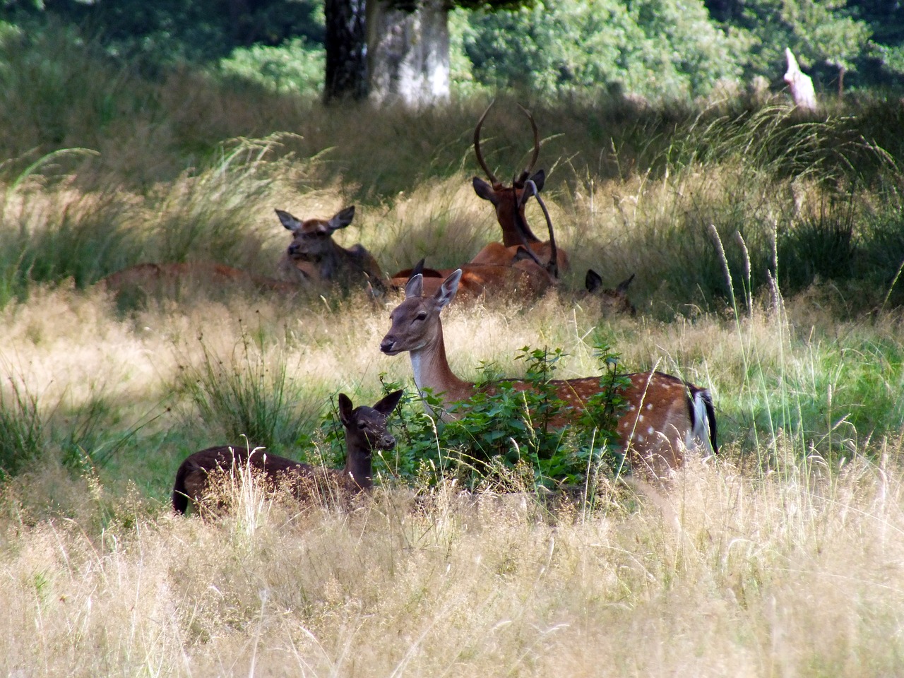 fallow late summer forest free photo