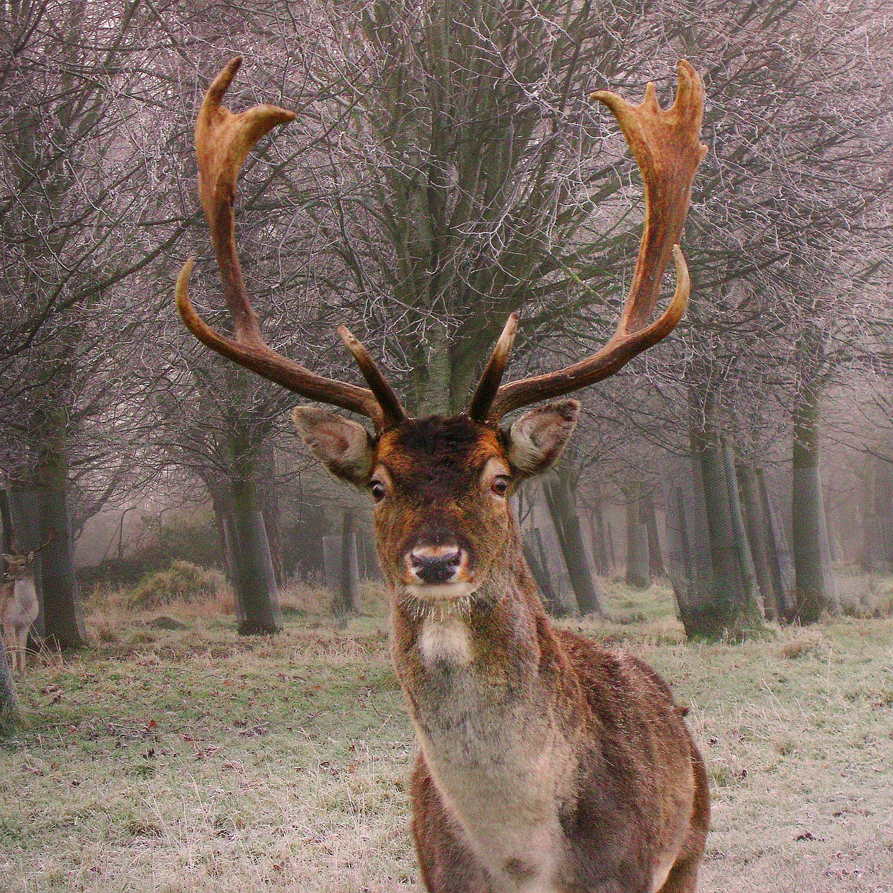 fallow buck winter free photo