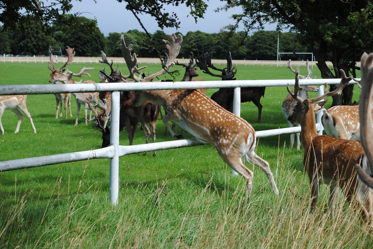 fallow buck wild free photo