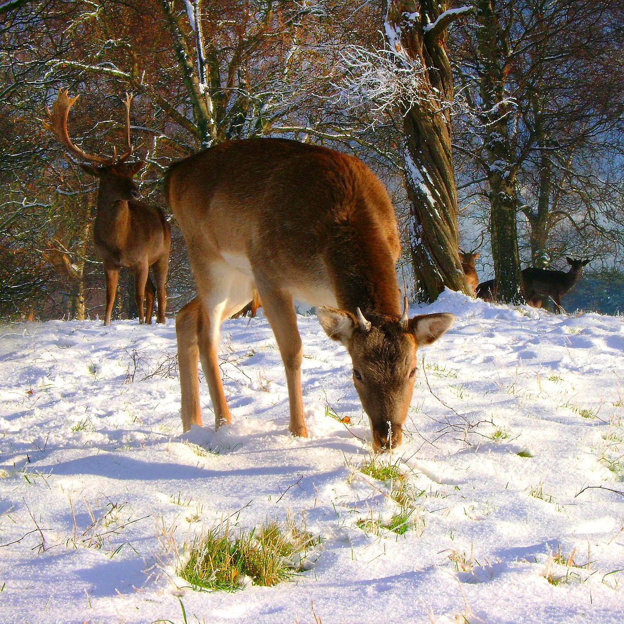 fallow buck winter free photo