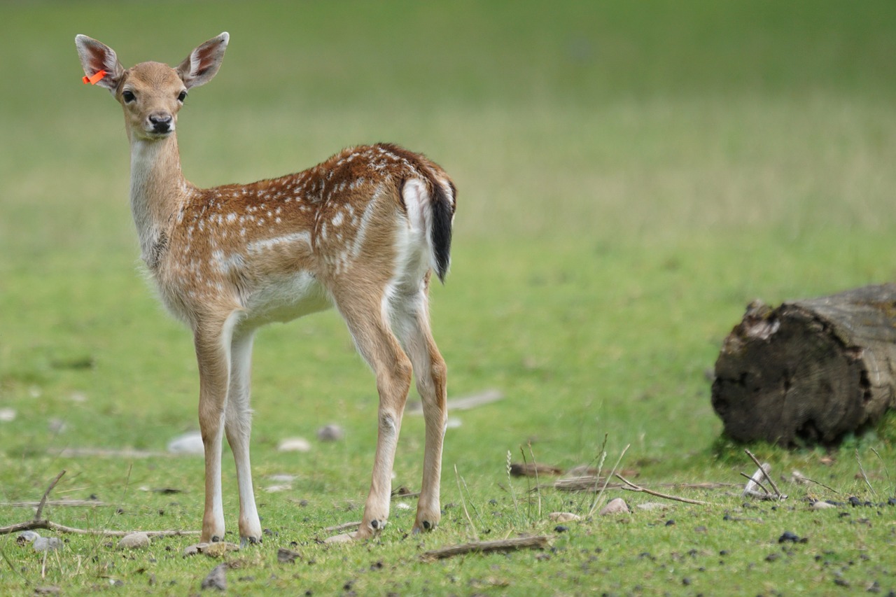 fallow deer fawn hirsch free photo