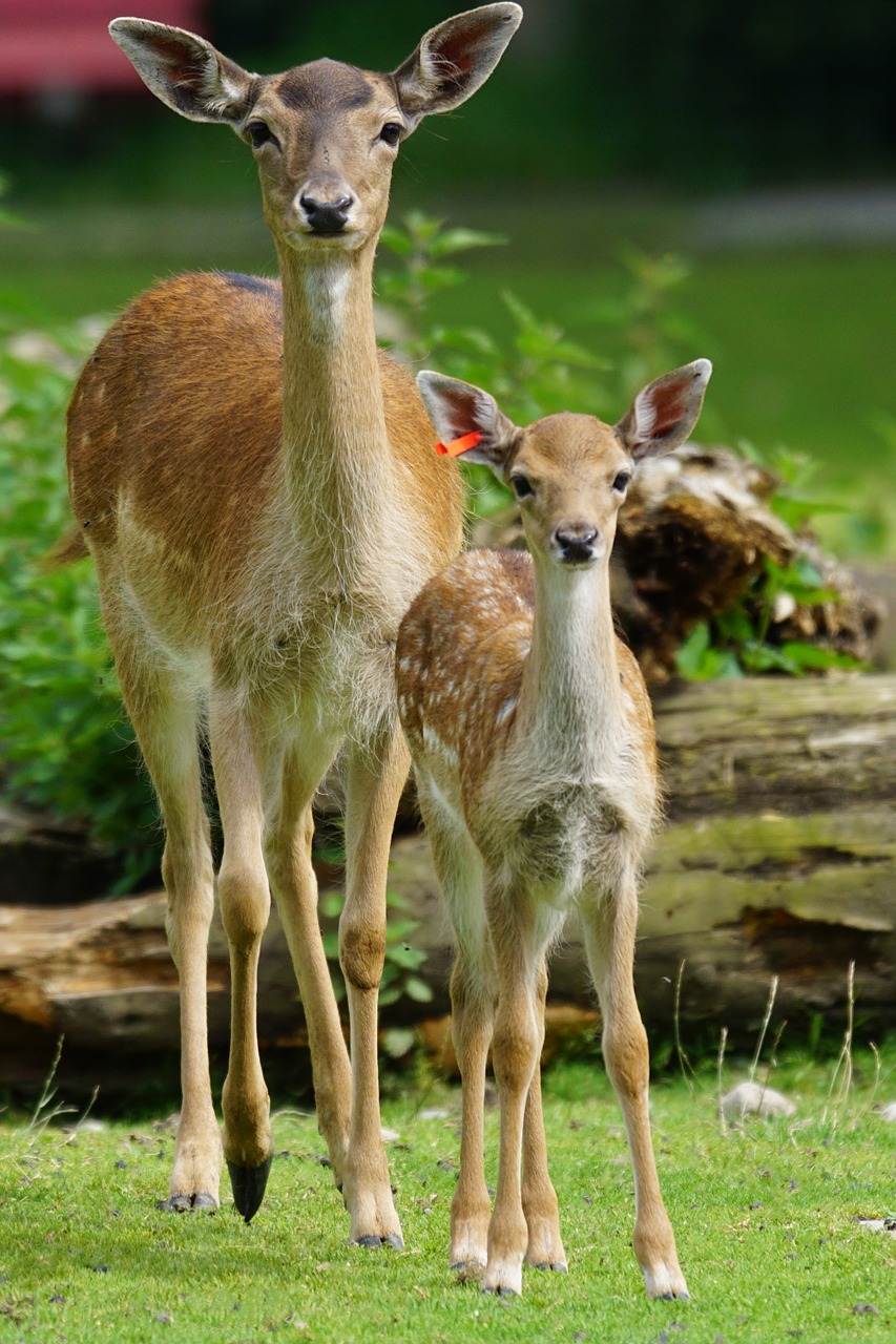 fallow deer doe fawn free photo