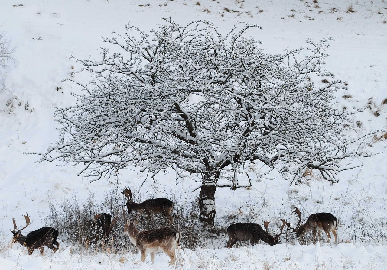 fallow deer the searchers winter in the park free photo