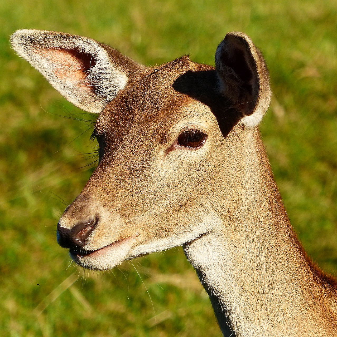 fallow deer doe animal portrait free photo