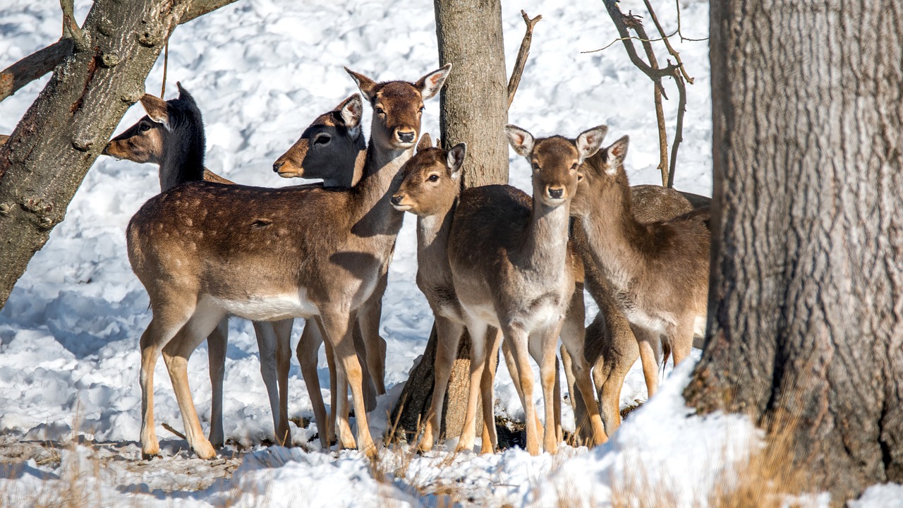 fallow deer animal dama dama free photo