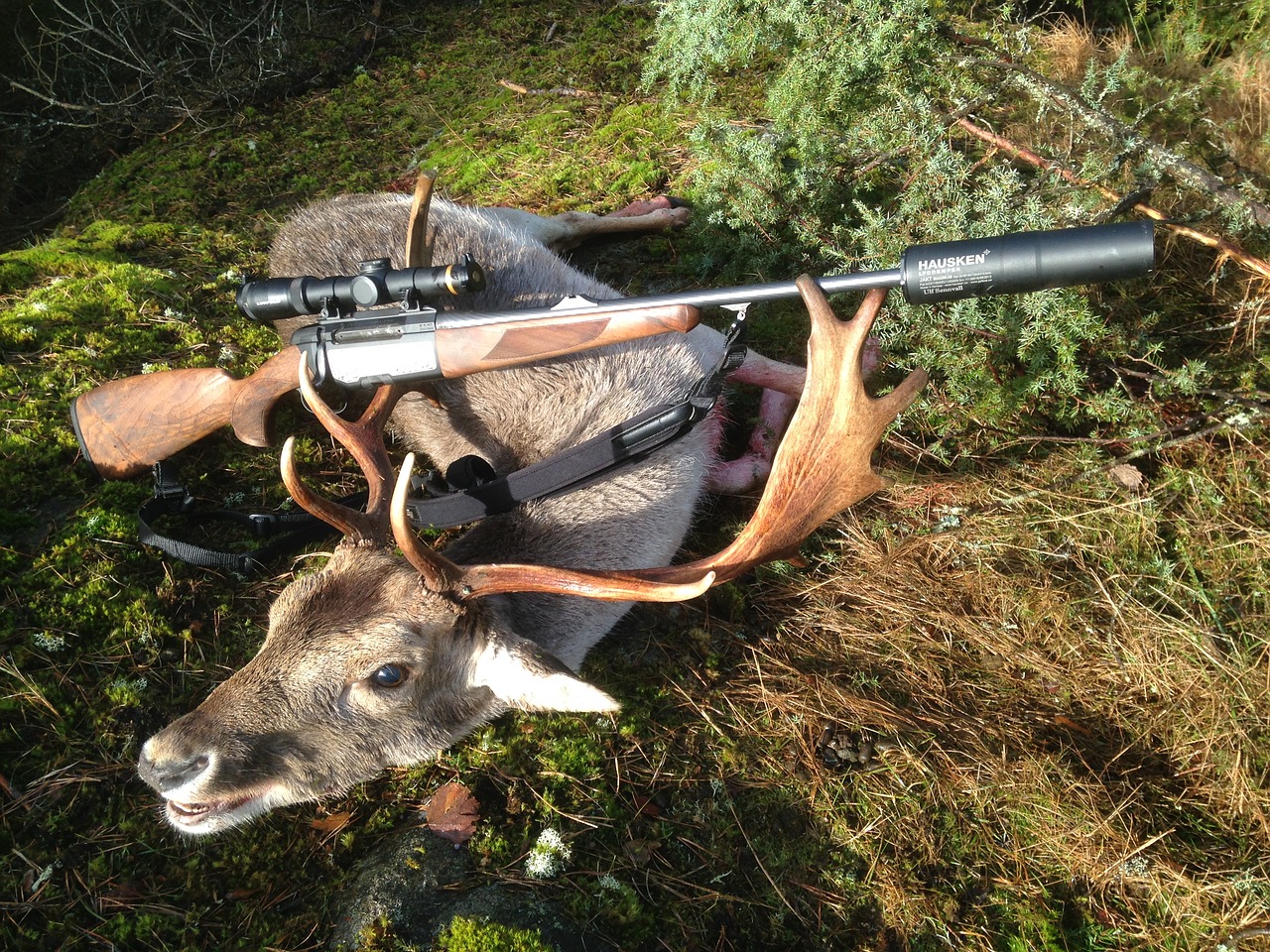 fallow deer hunting hausken free photo